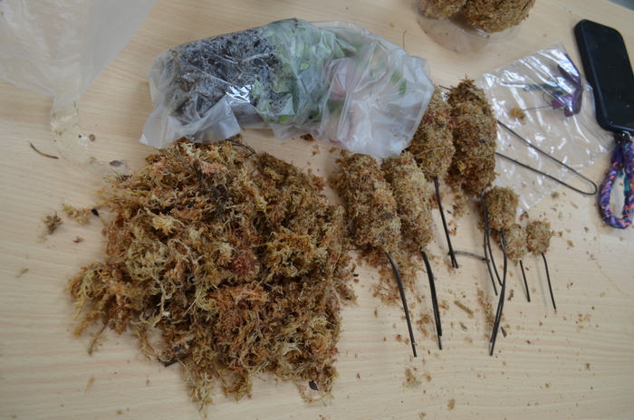 115.7.9(四)藝文競賽之【水苔植栽創意綠雕(森林小熊)】圖片